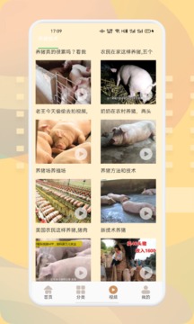 幸福养猪场